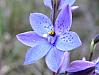 Thelymitra ixioides  var ixioides - Spotted Sun Orchid.jpg